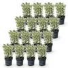 Green boutiQ - 16x Euonymus japonicus White Spire - Produktbild-Vorschau 2