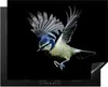 KitchenYeah© Herdabdeckplatte Blaumeise - Vogel - Schwarz , Produktbild-Vorschau 1