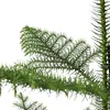 Araukaria wyniosła - Araucaria heterophylla - Wysokość Podgląd zdjęcia produktu 4