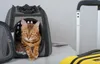 Purlov Hunde-/Katzentrage - schwarz Produktbild-Vorschau 20