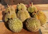 Durian (Durio zibethinus)  – 1 wykiełkowane nasiono Podgląd zdjęcia produktu 3