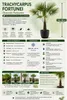 Chinesische Hanfpalme 160–180 cm Trachycarpus fortunei Produktbild-Vorschau 2