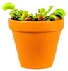 Gardners Dionaea, priemer 9 cm Náhľad obrázku produktu 1