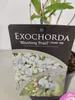 Exochorda racemosa 'Blushing Pearl'®, krzew perłowy, Podgląd zdjęcia produktu 4