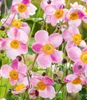 BALDUR Garten 2x Rosa Herbst-Anemone, Pflanzen im 9x9 Produktbild-Vorschau 1