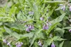 Symphytum officinale, Beinwell, ca. 11x11 cm Topf, robust Produktbild-Vorschau 3