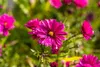 Aster novi-belgii 'Royal Ruby', Glattblatt-Aster, rubinrot, Produktbild-Vorschau 3