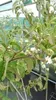 Heptacodium miconioides - Sieben Söhne Des Himmels Strauch Produktbild-Vorschau 3