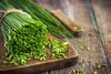 SAFLAX - Bio - Szczypiorek - 250 Nasiona - Allium Podgląd zdjęcia produktu 4
