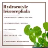 Aquarium Pflanze Aquariumpflanze Hydrocotyle leucocephala Produktbild-Vorschau 2