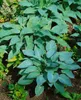 Hosta sieboldiana 'Blue Angel', Blaublatt-Funkie, ca. 13 cm Produktbild-Vorschau 6