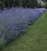 Bartblume ´HEAVENLY BLUE´ 20-30 cm, Cont. 2,5 l Produktbild-Vorschau 6