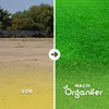Microclover Rasensamen 200 g für 100 m² – Reines Produktbild-Vorschau 2