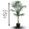 Archontophenix alexandrae - palmier royal - ↕ 170-190 cm - Voir les images du produit 3