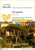 SAFLAX  - Pin parasol - 6 graines - Pinus Voir les images du produit 1
