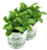 Enseleits 2x Borretsch,Borago officinalis,Gurkenkraut, Produktbild-Vorschau 1