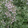 6 kusů rostlin Calamintha nepeta (malokvětá hořečka) | Náhled obrázku produktu 1