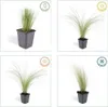 Plants by Frank | 60 Federgras Pflanzen | Stipa Tenuissima Produktbild-Vorschau 6