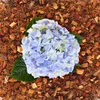 Kokos Mulchchips gepresst 24x500g ca. 168 Liter – Produktbild-Vorschau 2