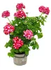 Geranien hängend - Pelargonium peltatum - 12cm Topf - Set Produktbild-Vorschau 3