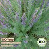 Samenliebe  Ysop Samen | Heilpflanze - winterhart & Produktbild-Vorschau 4
