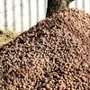 Blähton 8-16 mm 60L Tongranulat für Hydrokultur Produktbild-Vorschau 4
