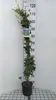 Trachelospermum jasminoides - Hviezdicový jazmín 80-100 cm Náhľad obrázku produktu 1
