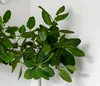 Bloomique - 2er-Set - Ficus Carica Brown Turkey - Produktbild-Vorschau 2