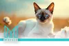 Bentonit Katzenstreu NEUTRAL 10l Produktbild-Vorschau 5