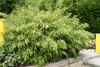 Fargesia rufa 80/100 cm hoch, im 3 Liter-Topf Produktbild-Vorschau 3