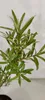 Hippophae rhamnoides 'Pollmix', Sanddorn, männlich, Produktbild-Vorschau 3