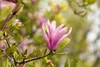 Magnolia liliiflora 'Susan', Purpur-Magnolie, purpurrosa, Produktbild-Vorschau 11