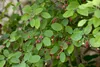 A close-up view of a plant with green leaves and small red and purple berries. Produktbild-Vorschau