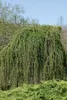 Larix kaempferi 'Pendula', Japanische Lärche, hängend, Produktbild-Vorschau 4