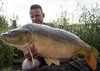 Tandem Baits 5-er Set Euro Boilies Knoblauch, Karpfen Produktbild-Vorschau 14