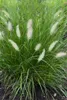 Pennisetum alopecuroides 'Hameln', Lampenputzergras, ca. Produktbild-Vorschau 11