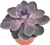 Echeveria Perle von Nürnberg - velká rastlina v 12cm hrnci Náhľad obrázku produktu 1