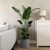 Strelicja - Strelitzia nicolai - Wysokość 150-170cm - ⌀28cm Podgląd zdjęcia produktu 4
