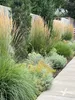 Stauden Gänge 1 x Calamagrostis x acutiflora 'Karl Förster' Produktbild-Vorschau 7
