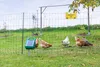 Geflügelnetz Premium, grün,25m 106cm, Doppelspitze, Produktbild-Vorschau 17