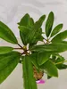 Rhododendron ponticum "Roseum" Fiori rosa - Altezza 60 cm - Anteprima dell’immagine prodotto 4