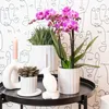 Kolibri Orchids Orchidée Phalaenopsis violette/rose, pot Voir les images du produit 3