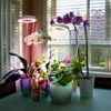 Several potted plants are arranged on a table in front of a window with blinds, illuminated by grow lights. Náhľad obrázku produktu