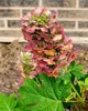 Hydrangea quercifolia "Ruby Slippers", eikenbladhortensia, Productafbeelding-voorbeeld 3