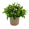 Männertreu hängend - weiss - Lobelia richardii - 11cm - Set Produktbild-Vorschau 4