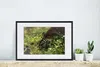 MuchoWow® MuchoWow® Gerahmtes Poster Tiger - Pflanzen - Produktbild-Vorschau 4