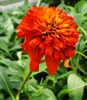 BALDUR Garten 1x Duft-Echinacea 'Hot Papaya' Sonnenhut, Produktbild-Vorschau 3