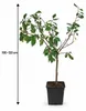 Mirabelle von Nancy 100–120 cm – winterharter Produktbild-Vorschau 5