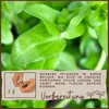 Aquarium Pflanze In Vitro 2x Moos Taxiphyllum 'Spiky' Produktbild-Vorschau 4