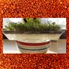 LanDixx Kresse Gartenkresse 0,5 kg  Kressesamen Saatgut Produktbild-Vorschau 2